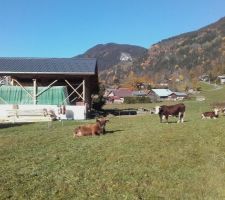 Parc à vaches autour de La Bistorte