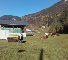 Parc à vaches autour de La Bistorte