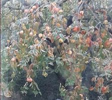 Premières gelées au jardin