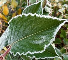 Florilège de feuilles givrées