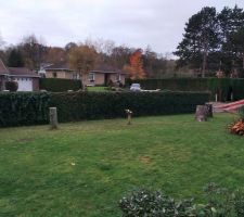 Troncs d'arbres &agrave; enlever