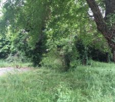 La v&eacute;g&eacute;tation a pris le dessus