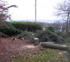 Un peu triste de voir ces arbres au sol...mais pas le choix pour l'implantation de la maison &eacute;tant donn&eacute; la surface du terrain.
