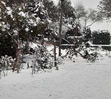 Première neige sur le jardin