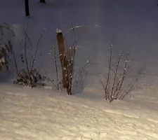 Première neige sur le jardin