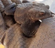 Sauvetage du crapaud tombé en début de semaine dans la cuve à lisier. Il sera resté 5 jours dans le noir, sans eau ni nourriture. Il a malgré-tout survécu et est repartir faire sa vie dans les hautes herbes du terrain.