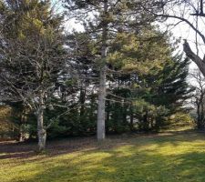 Notre parcelle (vue vers le fond du jardin)