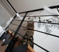 Escalier décoré et chat innocent