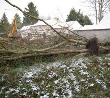 Arbres kaput