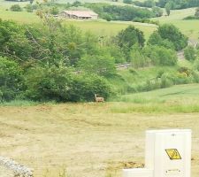 MECHOUI MAYO HARISSA