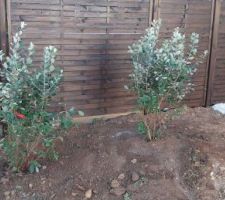 2 Feijoa plantés dans le jardin