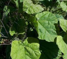 Mais quel est cet arbre ?

vue des feuilles d'un peu plus près