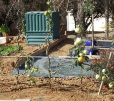 Mes 1° tomates énormes