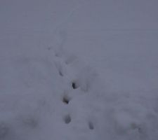 Neige : 75 cm à 1000 mètres, pas mal ! Trace de cerf, qui a fait des bonds depuis le champs vers la route.