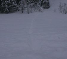 Neige : 75 cm à 1000 mètres, pas mal ! Trace de cerf, qui a fait des bonds depuis la route vers la forêt.