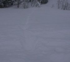 Neige : 75 cm à 1000 mètres, pas mal ! Trace de cerf, qui a fait des bonds depuis la route vers la forêt.