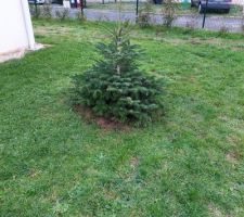 Le sapin du 1er Noël de Zoé