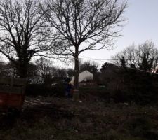 25 janvier 2021, dernier arbre &agrave; couper