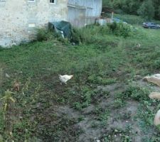 Aout 2020 Photos tirées de l'épisode 32 de - La rénovation de Koggy - visible sur Youtube sur ce lien : https://bit.ly/KoggyEP32
Jardinage version Koggy!