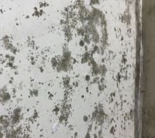 Zoom sur les champignons sur le plâtre ?