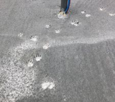 Un vilain petit curieux a laissé des traces