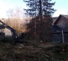 Coupe des arbres en cours