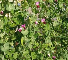 Potager en février 2021 : première récolte imminente de pois gourmands