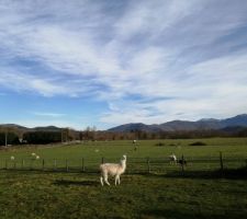 Le lama du village, ami des moutons !