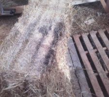 Le dessous de la deuxi&egrave;me botte direct sur palette sur la terre : pas glop :-(