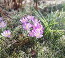 Premiers crocus