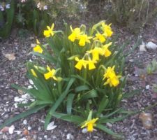 Fleurs d efevrier 2021 au jardin ça sent le printemps !