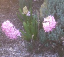 Jacinthes roses en fleurs les violettes et les blanches sont plus tardives