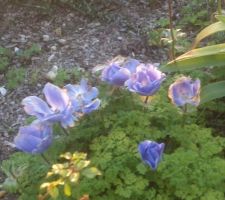 Anémones en fleurs dans une jardinière XXL
