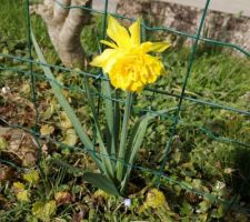 Jolie fleur isolée