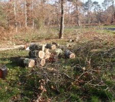Petit arbre s'est transformé en grosses buches !