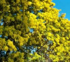 Nous avons aussi du mimosas dans les Pyrénées orientales !