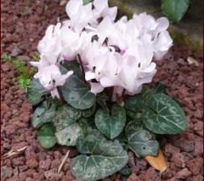 Cyclamen nain.