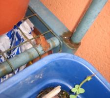 Un habitant bis!