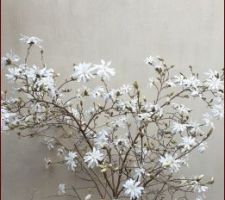 Magnolia Stellata