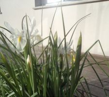 Les iris blancs ont fleuri près de la porte de la véranda