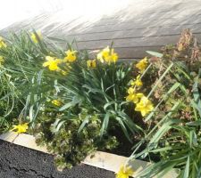 Les jonquilles fleurissent  déjà ramassé deux bouquets pour la véranda
