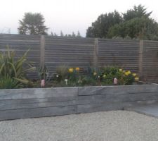 J'ai recommencé a revoir les plantations de la jardinière nord les bulbes sont sortis et fleurissent