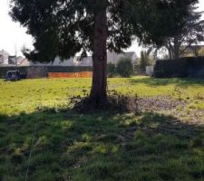 Terrain vu du fond et sur notre Thuya