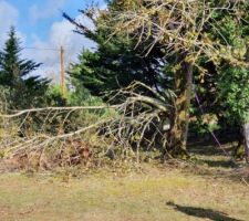 Nettoyage du terrain en octobre 2020