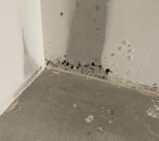 Moisissure sur les murs, mauvaises finitions