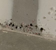 Moisissure sur les murs, mauvaises finitions