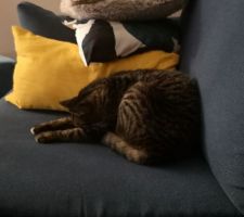 Trop dur la vie de chats sans extérieur