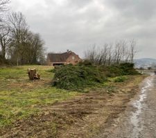 Coupe des grands arbres sur le terrain
