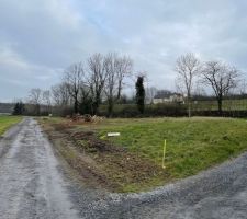 Coupe des grands arbres sur le terrain