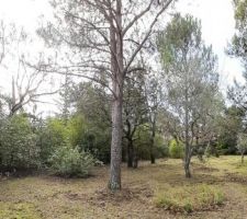 Le terrain arbor&eacute;